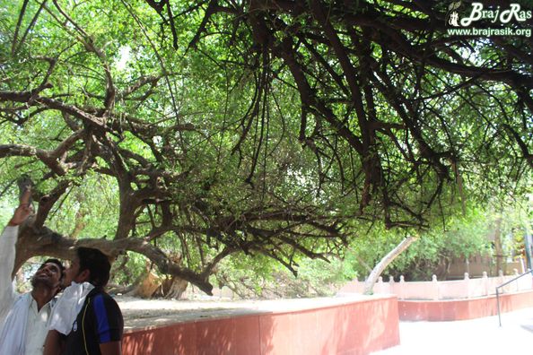Green trees behind Maan Sarovar or Mana Sarovar, Vrindavan