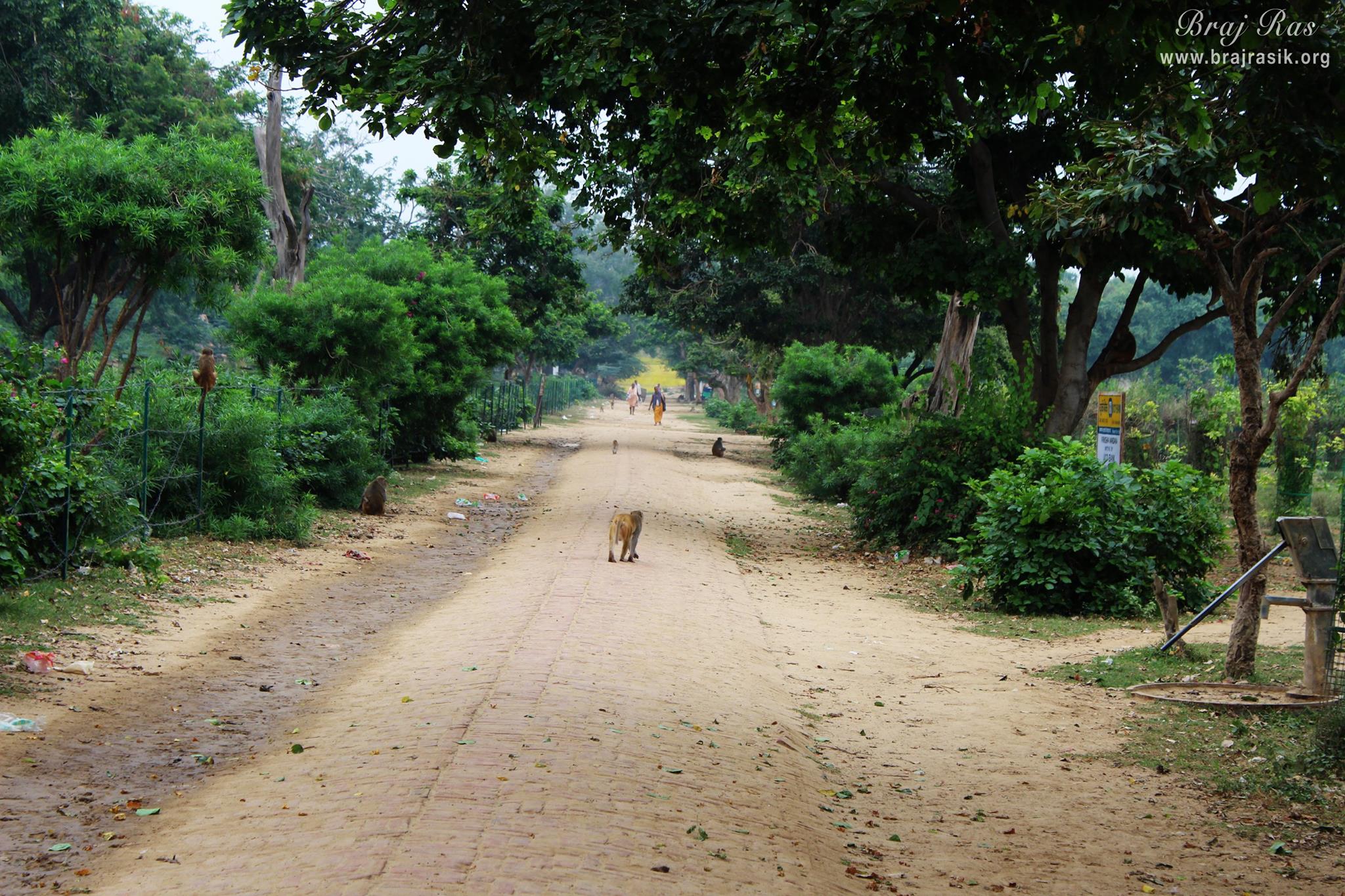 View of parikrama marg at Giriraj Govardhan, Braj
