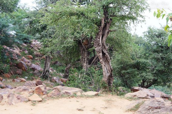 Beautiful view of greenery at Giriraj Govardhan, Braj