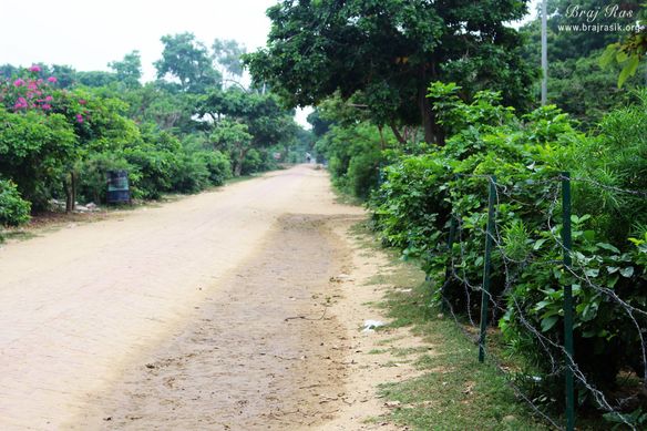 Green trees at parikrama marg of Giriraj Ji at Giriraj Govardhan, Braj