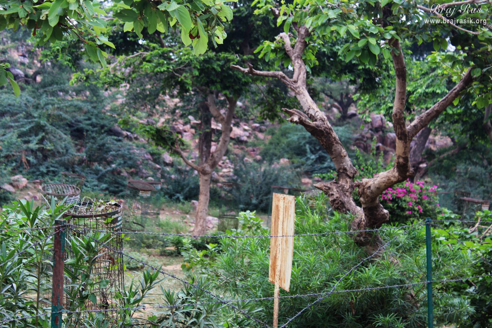 Greenery at parikrama marg of Giriraj Ji at Giriraj Govardhan, Braj