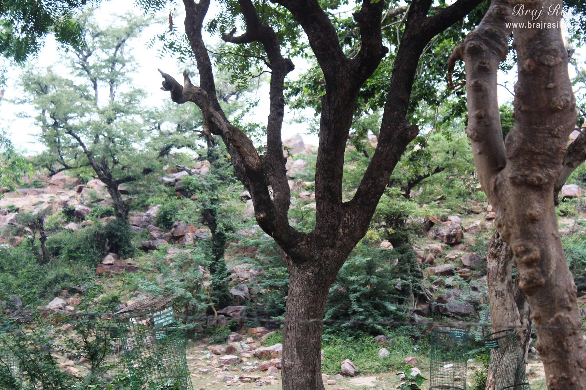 View of various green trees on Giriraj Ji at Giriraj Govardhan, Braj