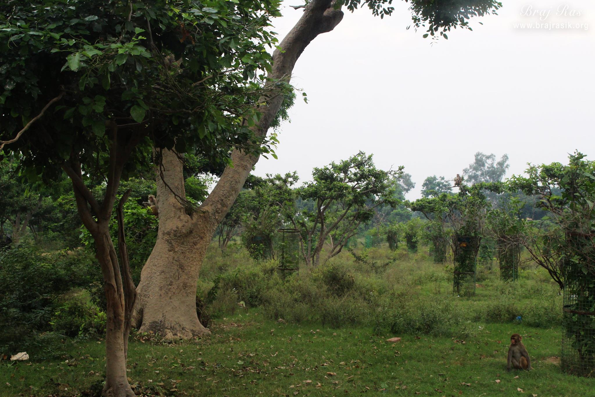 View of greenery on Giriraj Ji at Giriraj Govardhan, Braj