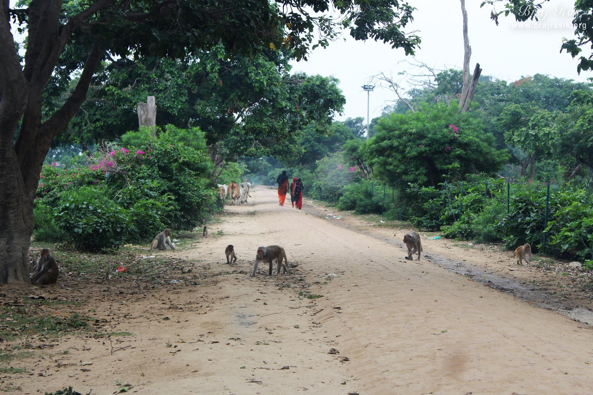 Another view of parikrama marg at Giriraj Govardhan, Braj