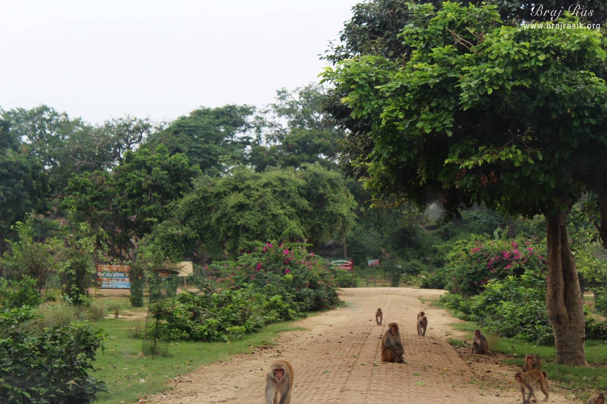 Nice view of parikrama marg at Giriraj Govardhan, Braj