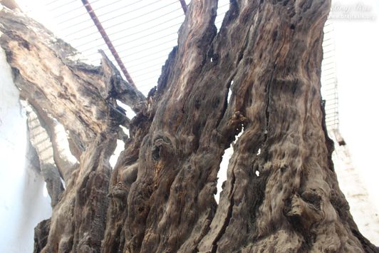 Tree under which Shyamanand Prabhu found Shri Radharani's Anklet at Jhadu Mandal, Vrindavan