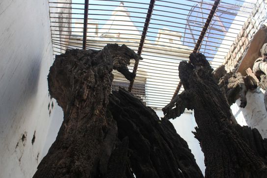 View of tree under which Shyamanand Prabhu found Shri Radharani's Anklet at Jhadu Mandal, Vrindavan