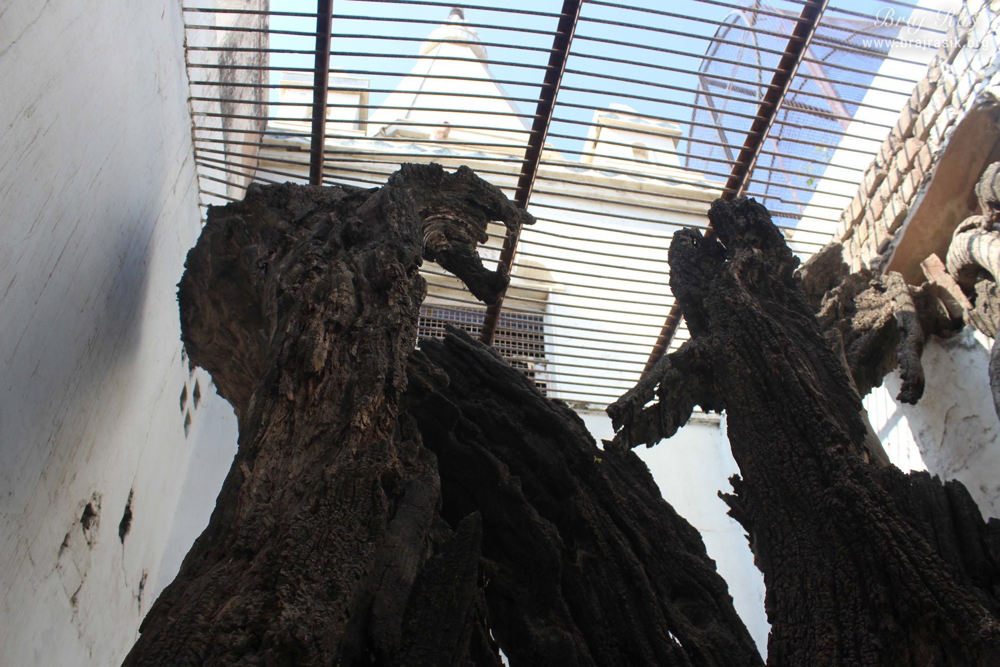 View of tree under which Shyamanand Prabhu found Shri Radharani's Anklet at Jhadu Mandal, Vrindavan