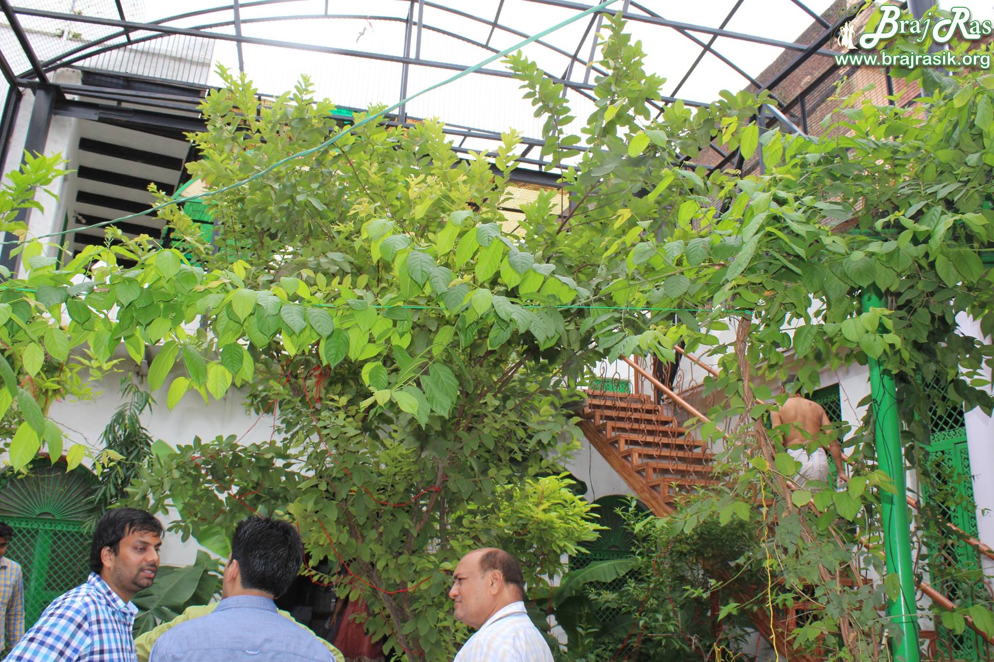 Inside view of greenery at Jhadu Mandal, Vrindavan