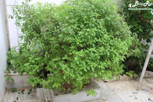 Inside view of a green tree at Jhadu Mandal, Vrindavan
