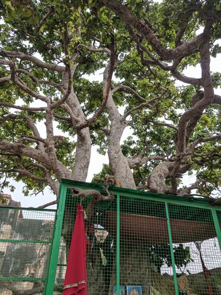 Beautiful darshan of Ter kadamb tree  at Chir Ghat or Cheer Ghat, Vrindavan