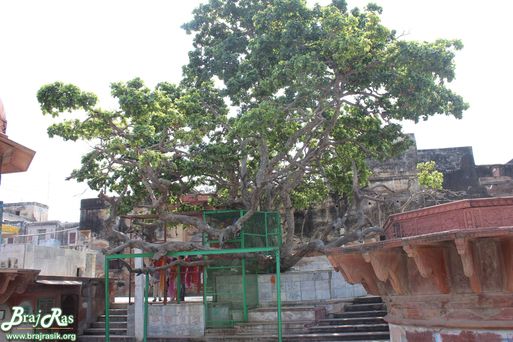 View of Chir ghat from parikrama marg at Chir Ghat or Cheer Ghat, Vrindavan