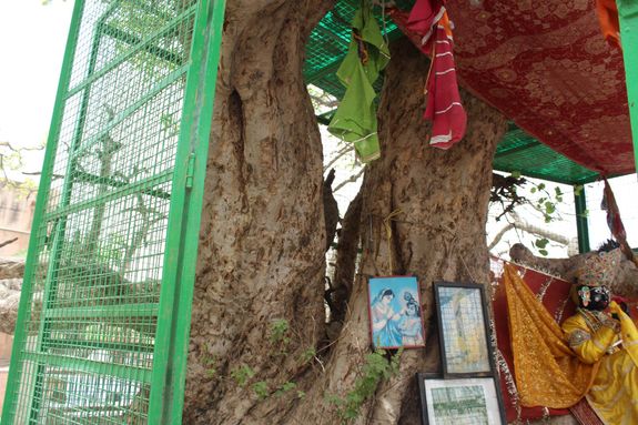 View of Ter Kadamb tree and Shri Krishna in yellow attire at Chir Ghat or Cheer Ghat, Vrindavan