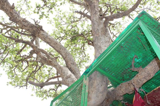 View of Ter Kadamb tree branches at Chir Ghat or Cheer Ghat, Vrindavan
