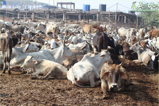 Cows resting in Mataji Goshala, Barsana