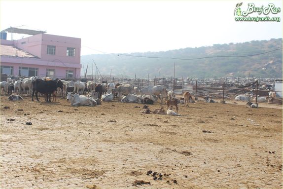 Cows in Mataji Goshala, Barsana