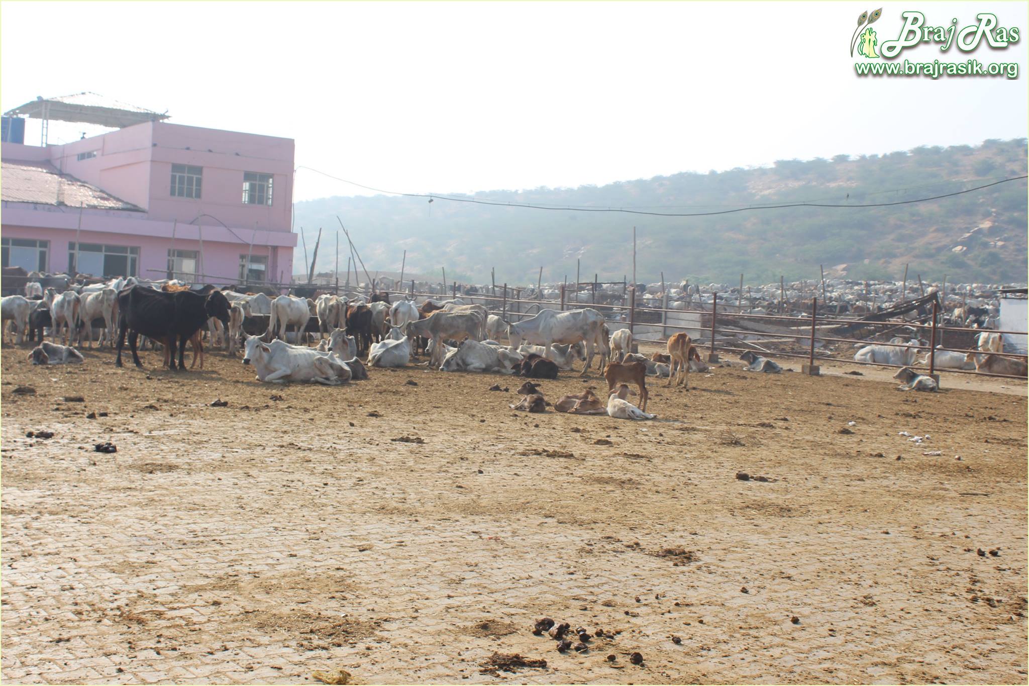 Cows in Mataji Goshala, Barsana