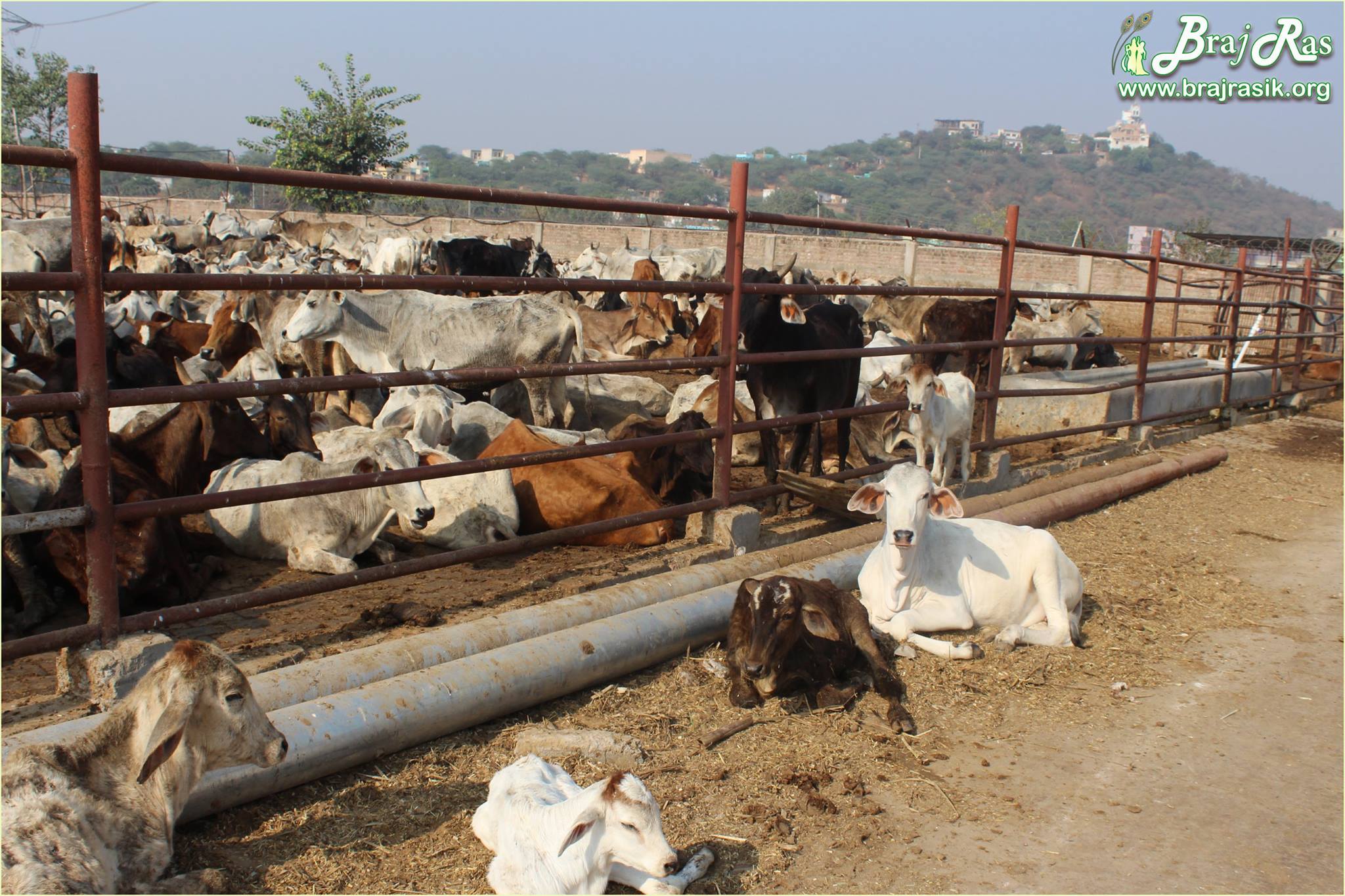 Beautiful cows in Mataji Goshala, Barsana