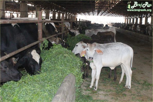 Beautiful cows are eating green grasses in Mataji Goshala, Barsana