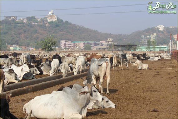 Morkuti and Maan Mandir view from Mataji Goshala, Barsana