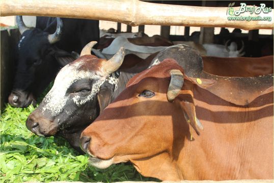 Cows are eating fresh green grasses in Mataji Goshala, Barsana