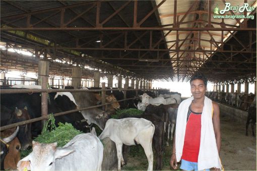 Inside view of goshala in Mataji Goshala, Barsana