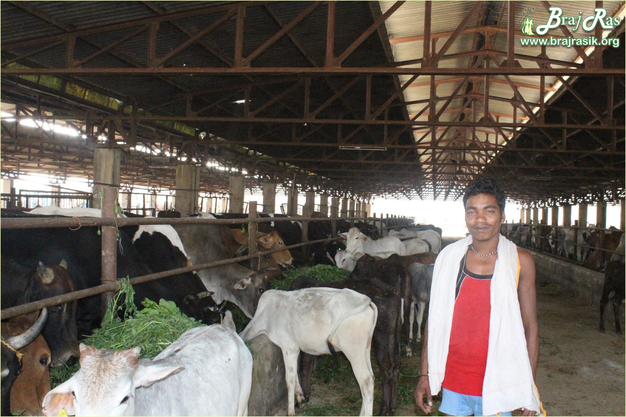Inside view of goshala in Mataji Goshala, Barsana