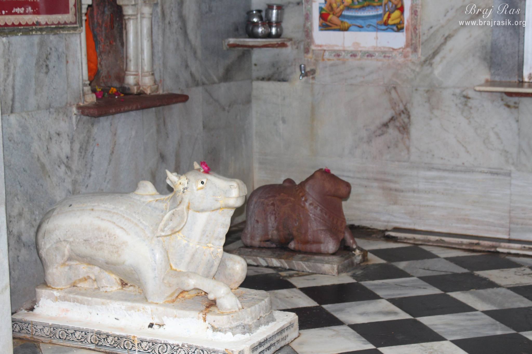Darshan of Lord Nandi at Bankhandi Mahadev, Vrindavan