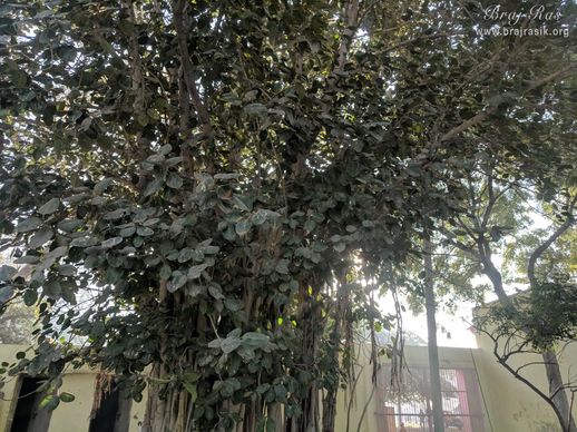 Close view of ancient banyan tree at Bel Vana, Braj