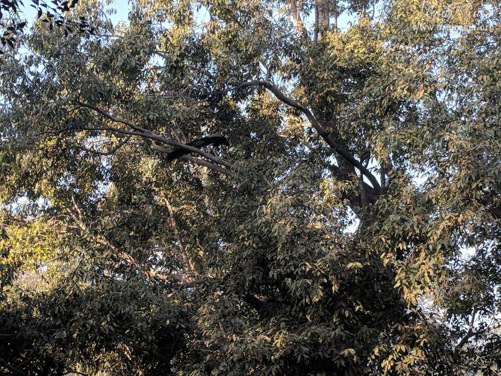 ब्रज के बेल वन में एक पेड़ पर एक मोर बैठा है