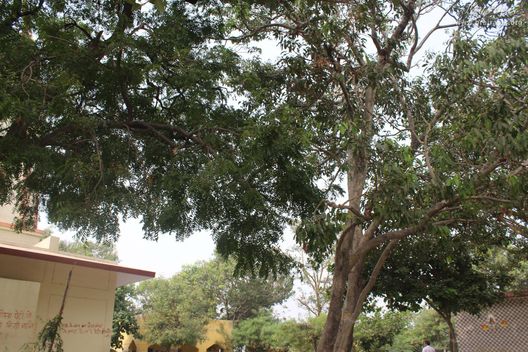 View of trees at Aaseshwar Mahadev, Nandgaon