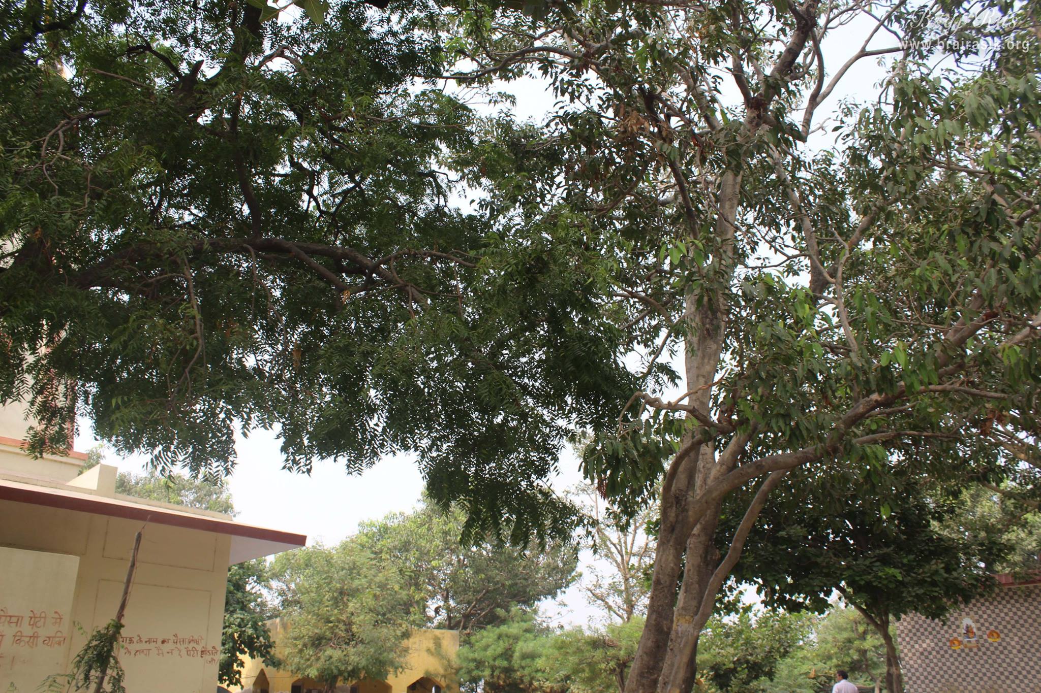 View of trees at Aaseshwar Mahadev, Nandgaon