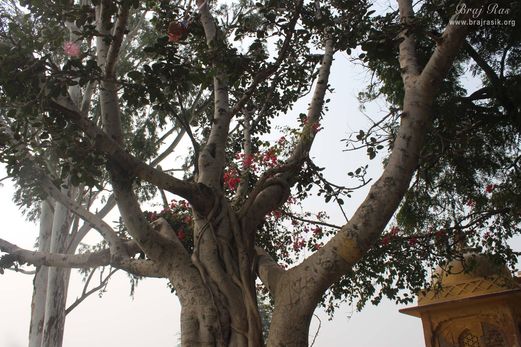 Close view of an ancient tree at Aaseshwar Mahadev, Nandgaon