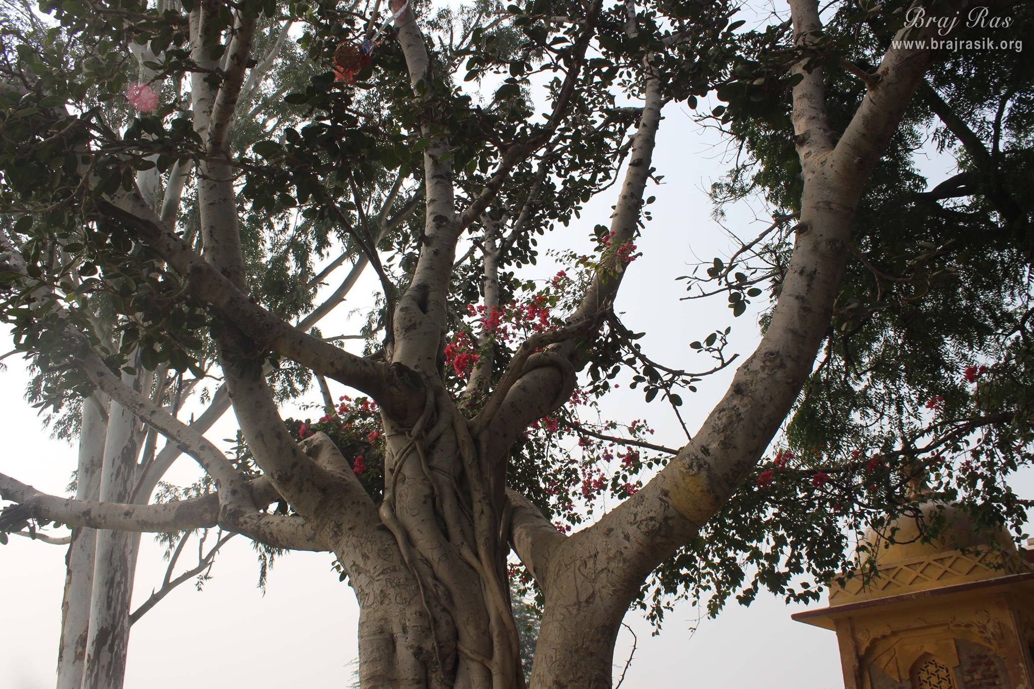 Close view of an ancient tree at Aaseshwar Mahadev, Nandgaon