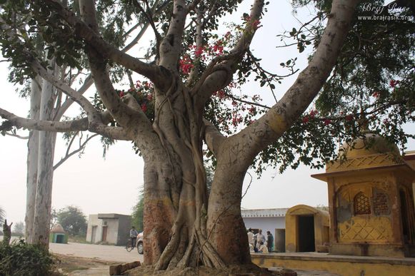Beautiful view of the ancient tree at Aaseshwar Mahadev, Nandgaon