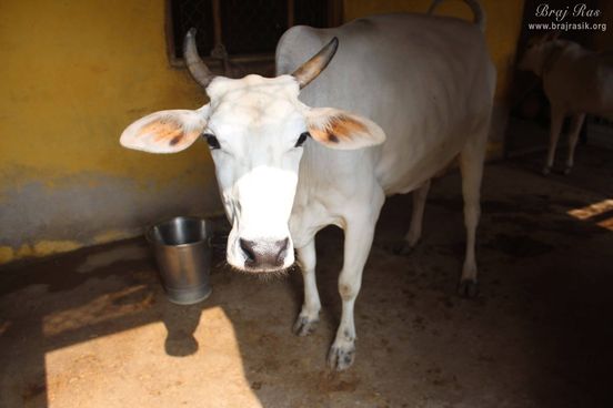 A beautiful white cow at Aaseshwar Mahadev, Nandgaon