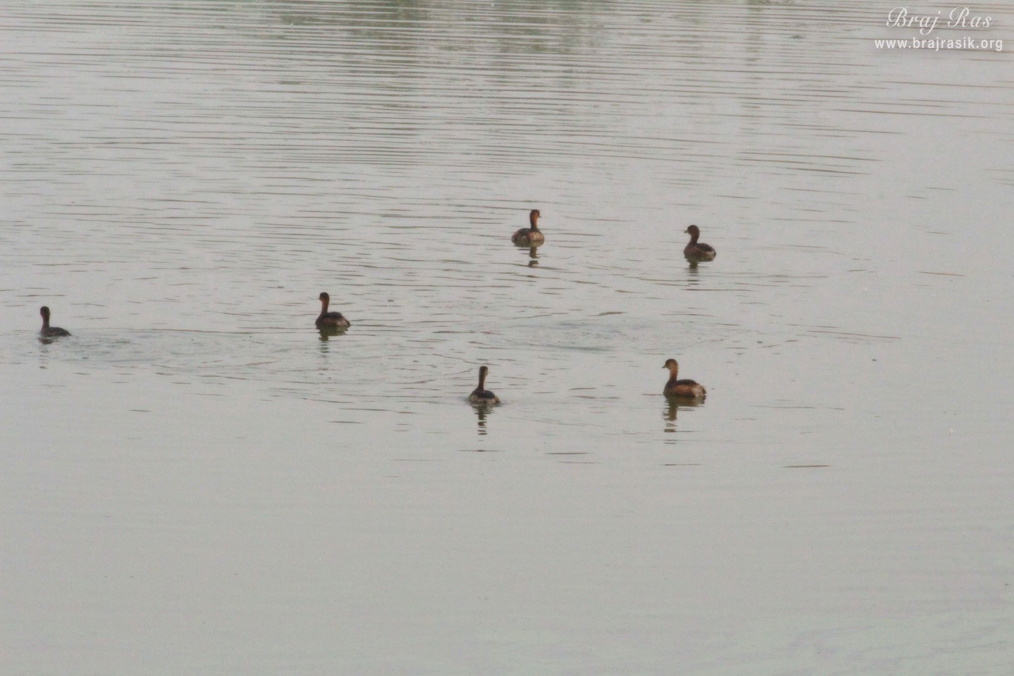 Ducks swimming in Deha Kund, Braj