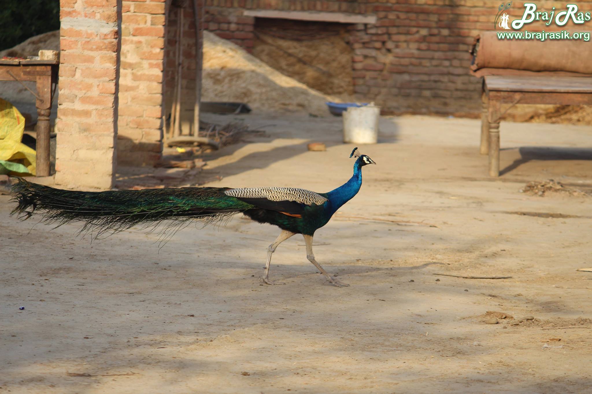 View of a peacock roaming outside a house in Barsana