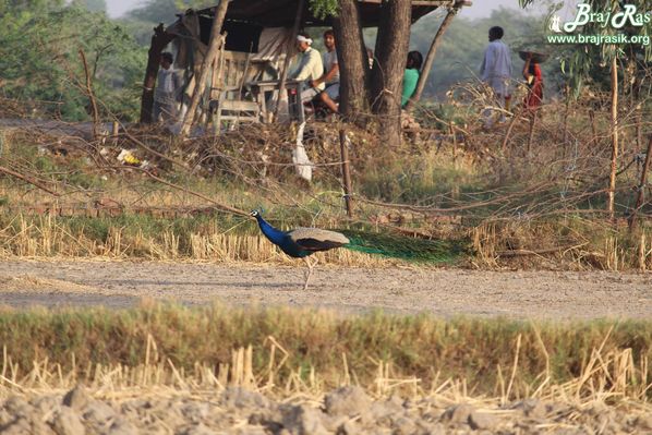 View of a peacock roaming near farm in Barsana