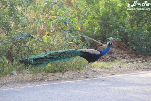 View of a peacock roaming on road in Barsana