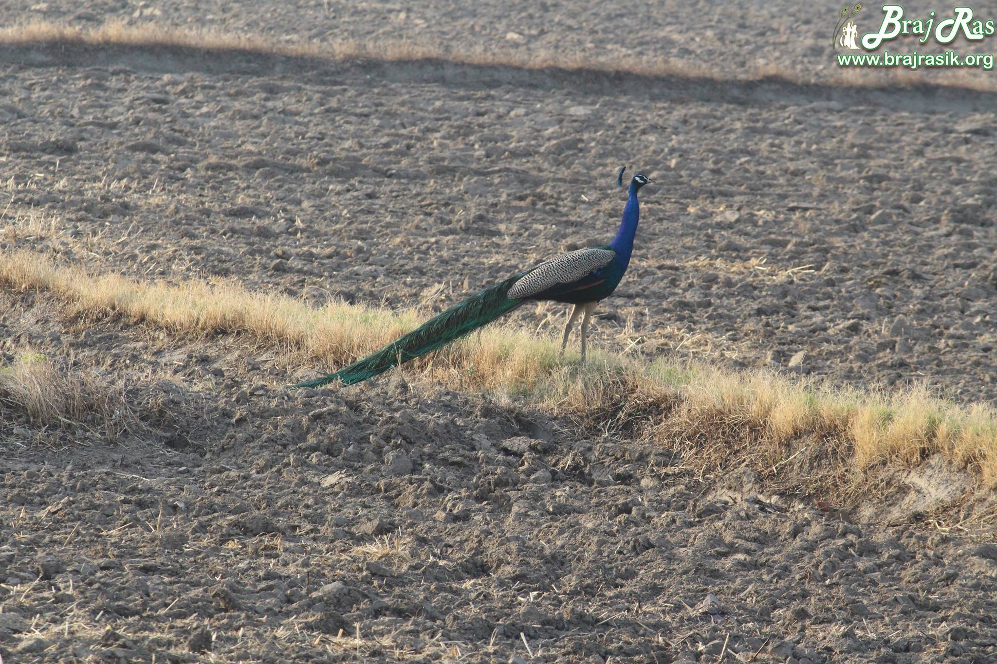 View of a peacock roaming in farm in Barsana