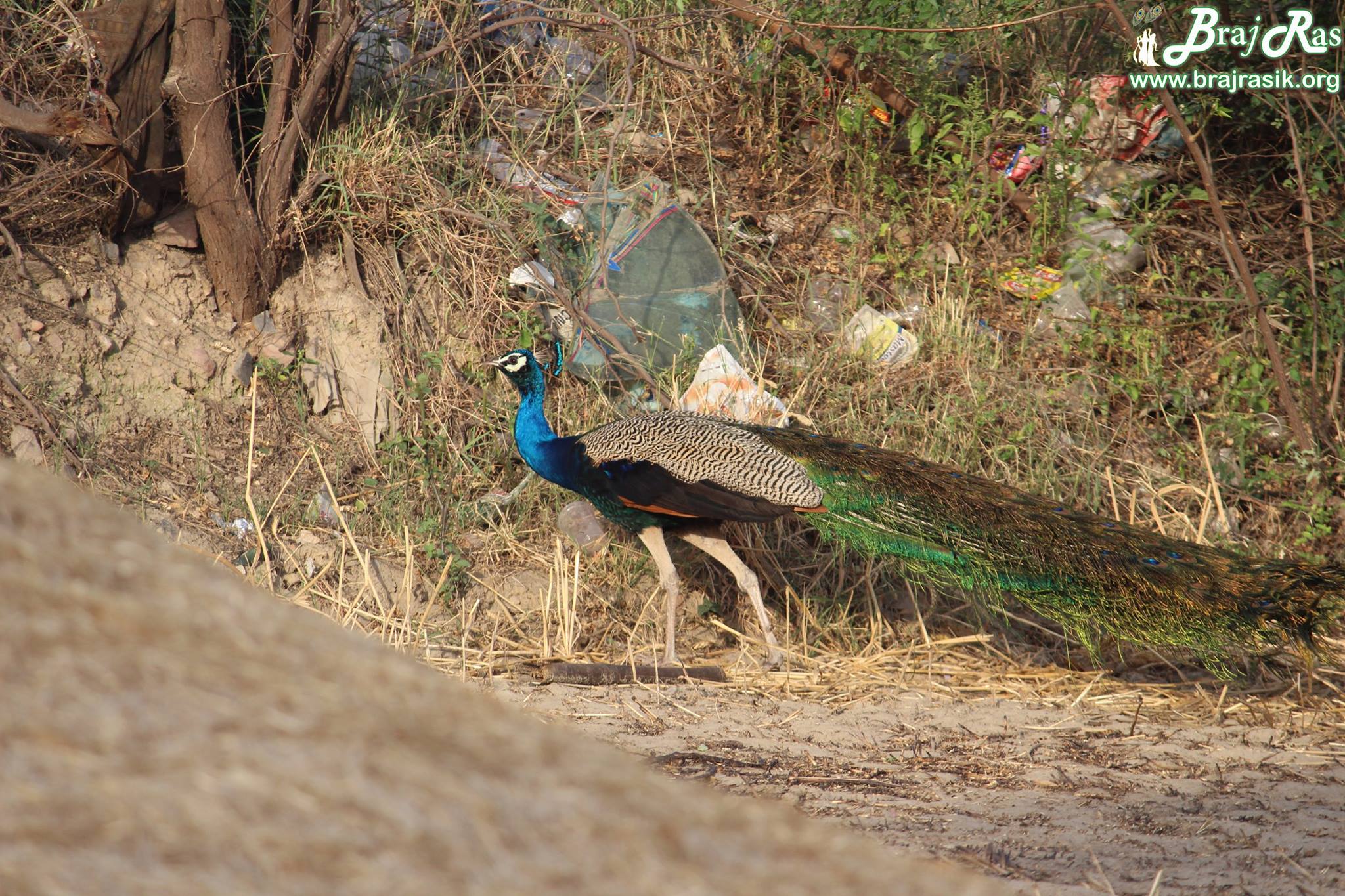 बरसाना में सड़क के किनारे घूम रहा एक मोर