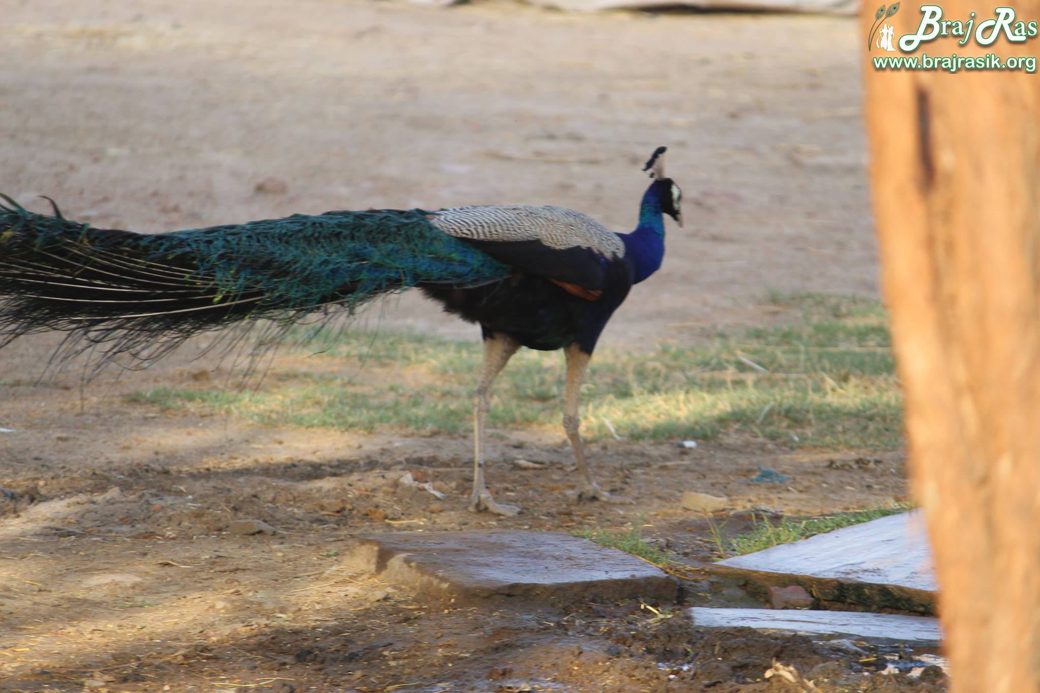 A peacock roaming in fields of Barsana