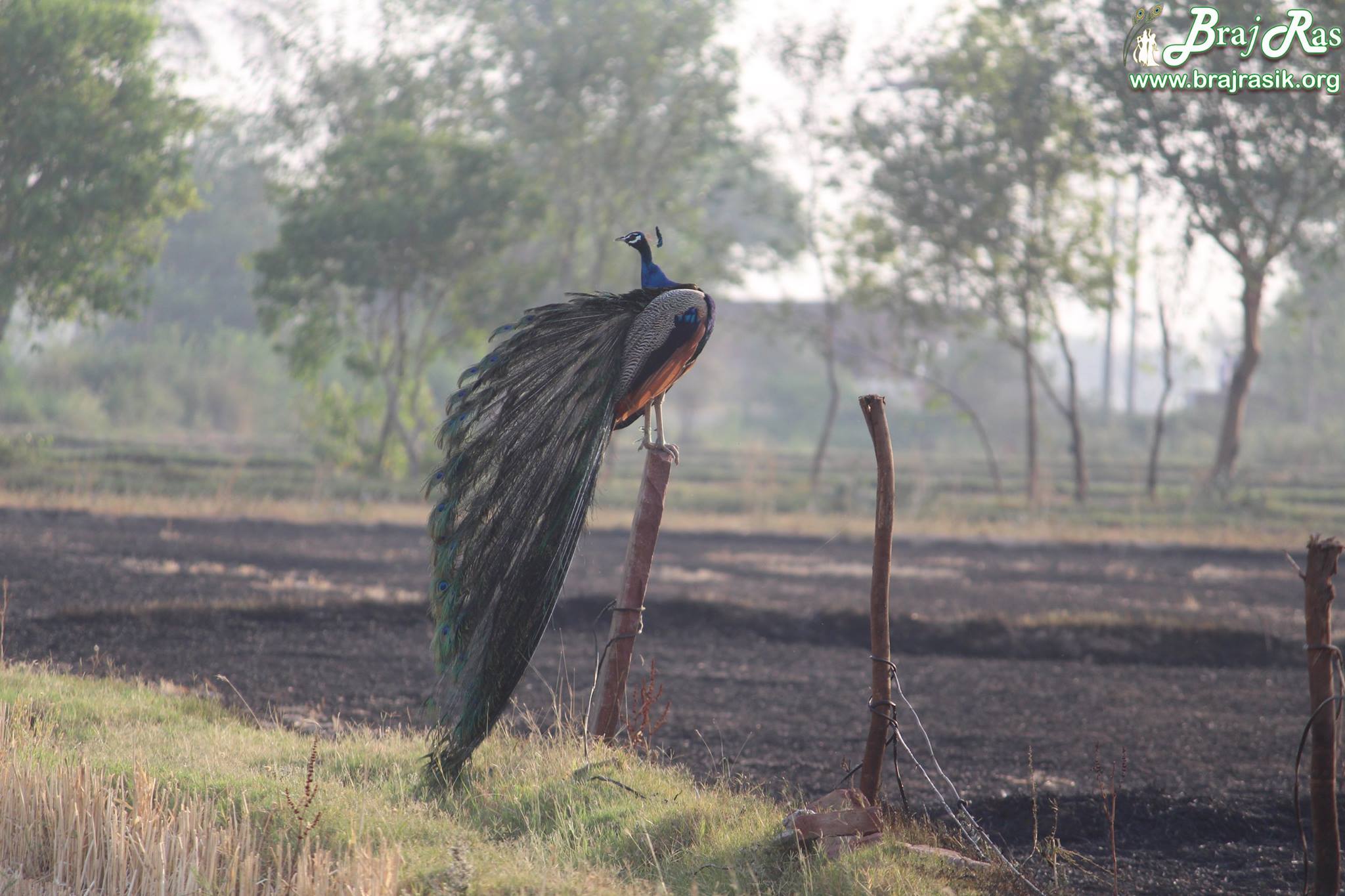 A peacock seated on a small bamboo in fields of Barsana