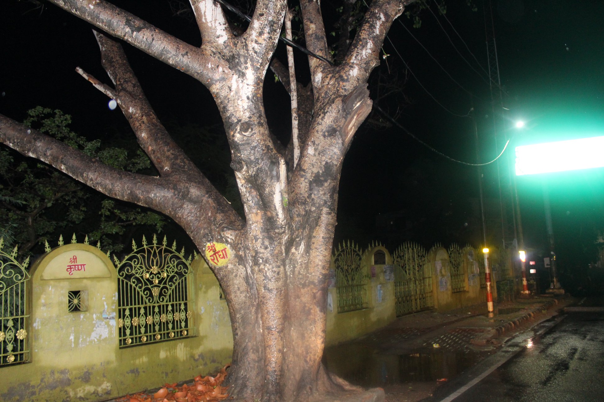 View on rainy moments of a tree on which Shri Radha name written in Vrindavan