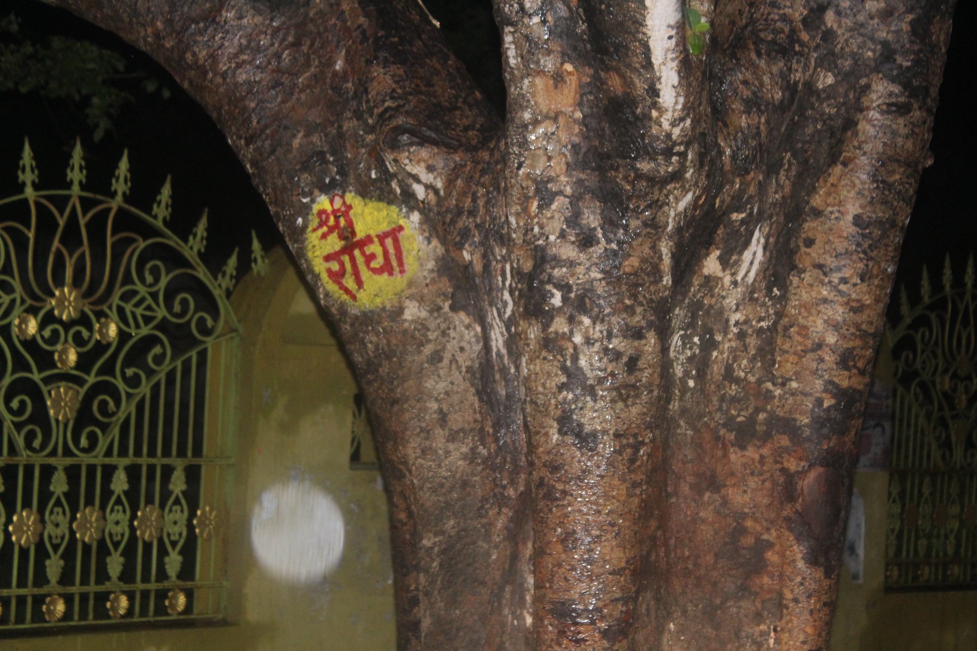 Close view on rainy moments of a tree on which Shri Radha name written in Vrindavan