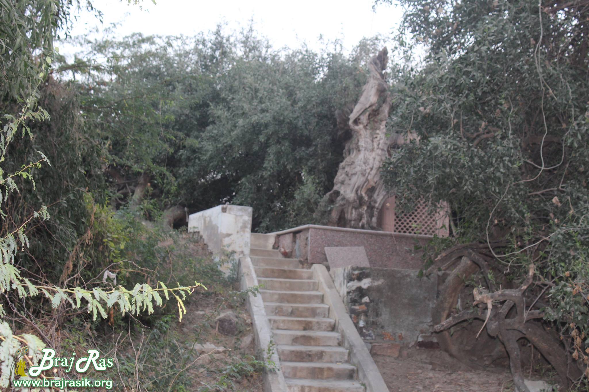 View of surroundings of Prem Sarovar - Barsana