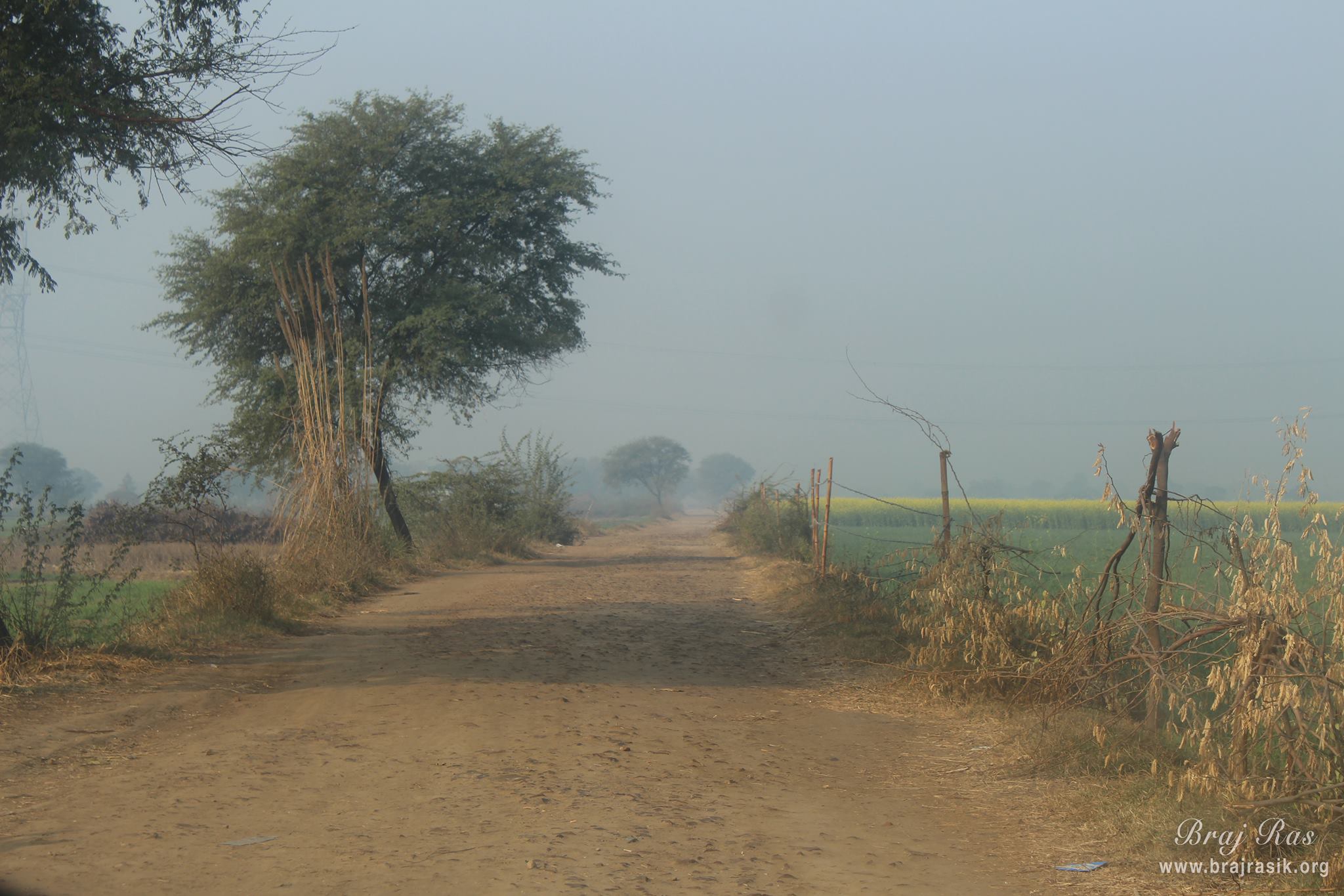 नंदगांव की सड़कों और वृक्षों का एक दिव्यतम दृश्य