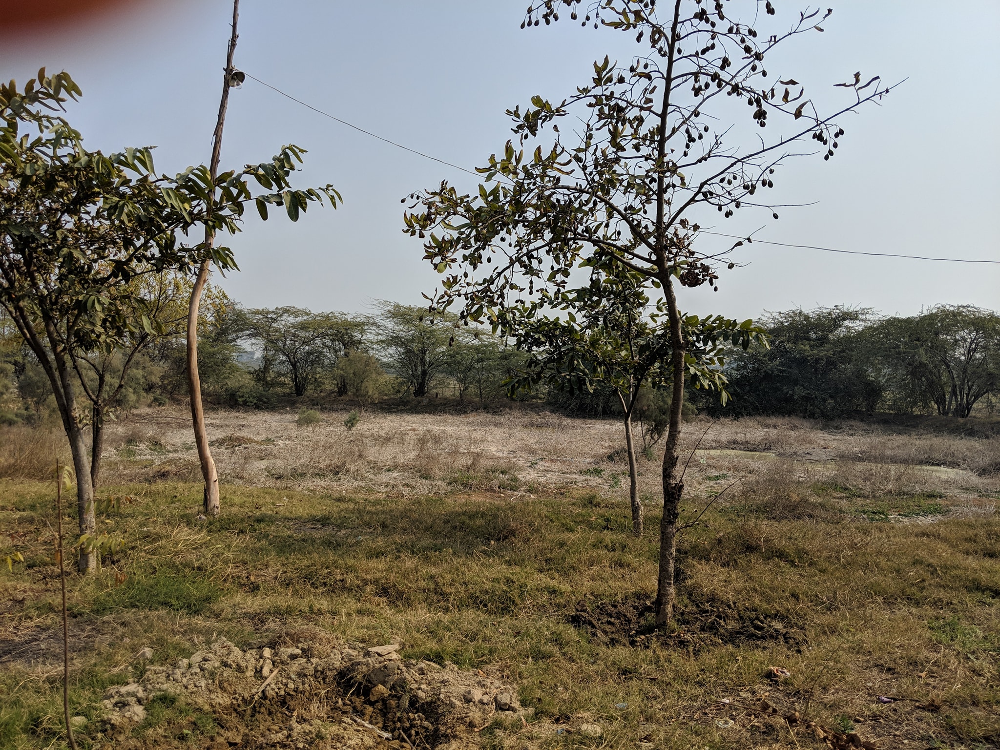 Nice view of forest around Uddhav Kyari, Nandgaon