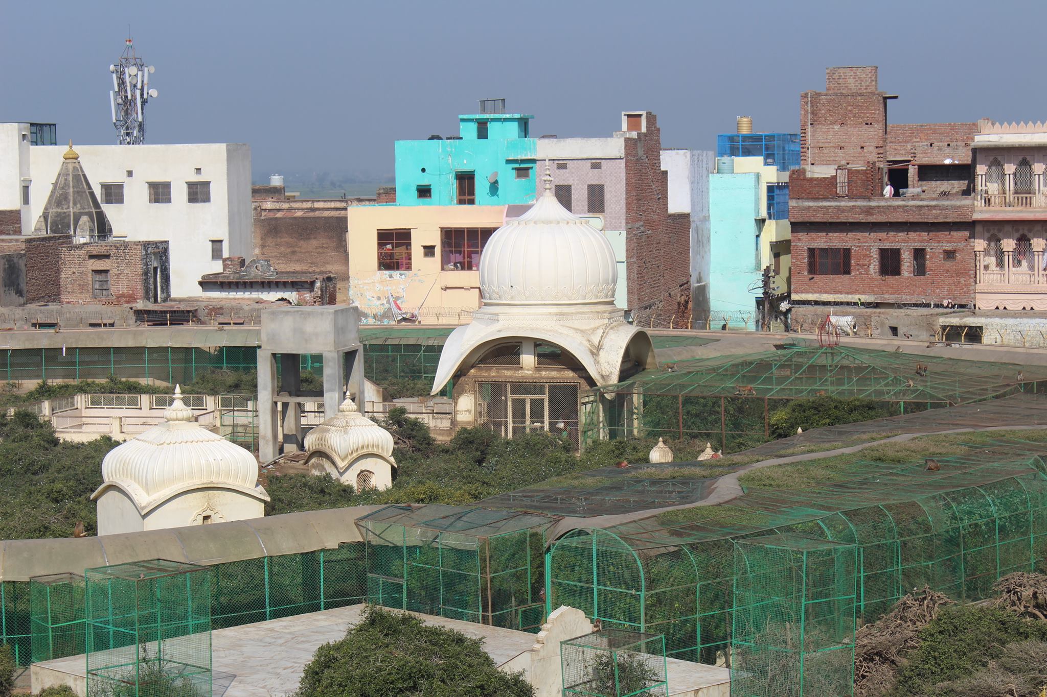 View of Maharaas Sthali in Sewa Kunj from Kishor Van, Vrindavan